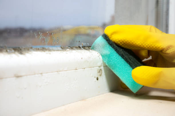 Best Attic Mold Removal  in Shortsville, NY